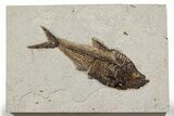 Detailed Fossil Fish (Diplomystus) - Wyoming #349242-1